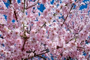 大人女子にぴったりのご褒美旅で楽しむ桜ライトアップ宿は？