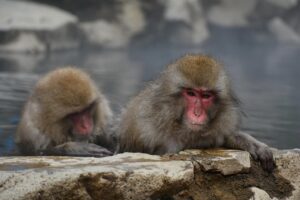 露天風呂付き客室で女性に人気の宿はどこ？