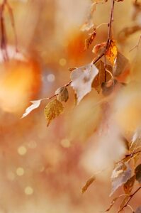 紅葉が見える宿は女性におすすめ？選び方とポイントを徹底解説！